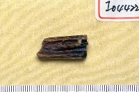 藏品(碎骨一塊)的圖片